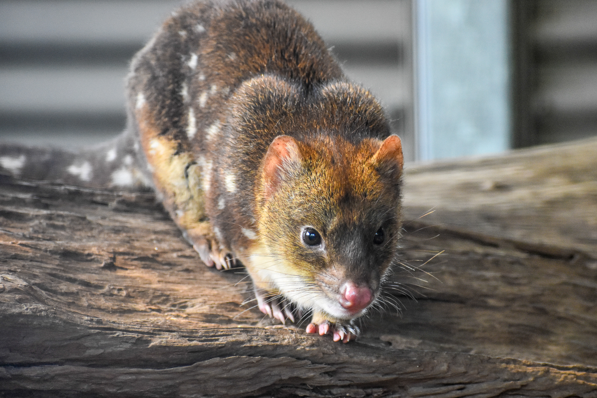 Tiger Quoll (Dasyurus maculatus)