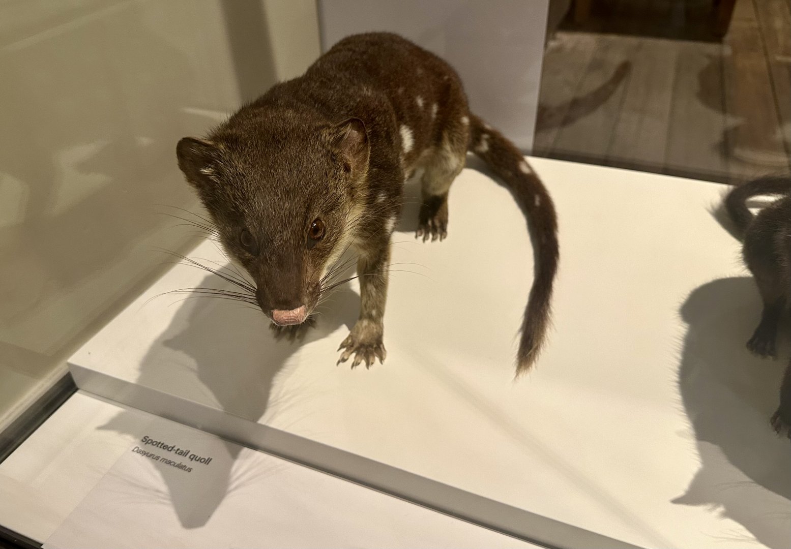 Tiger quoll (Dasyurus maculatus)