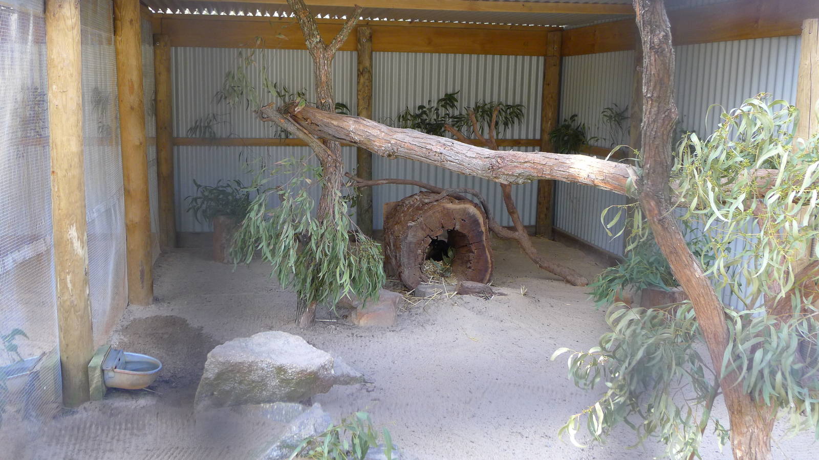 Tiger Quoll enclosure