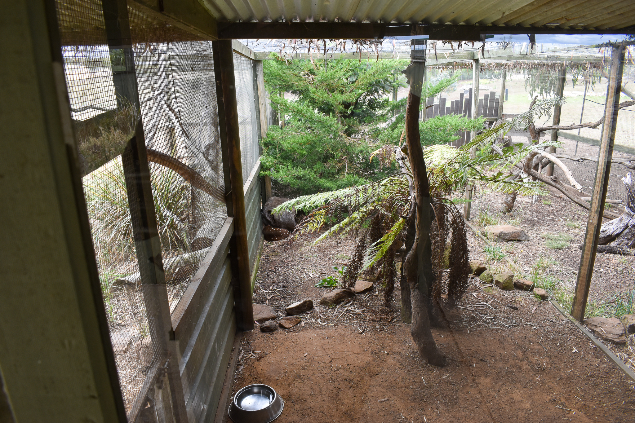 Tiger Quoll enclosure