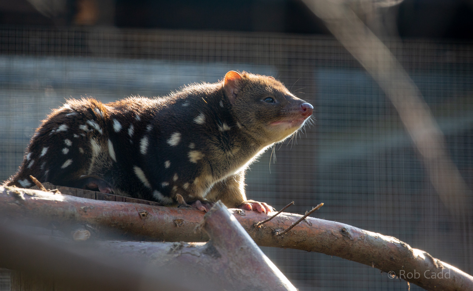 Tiger quoll : Hamerton : 02 Sep 2018