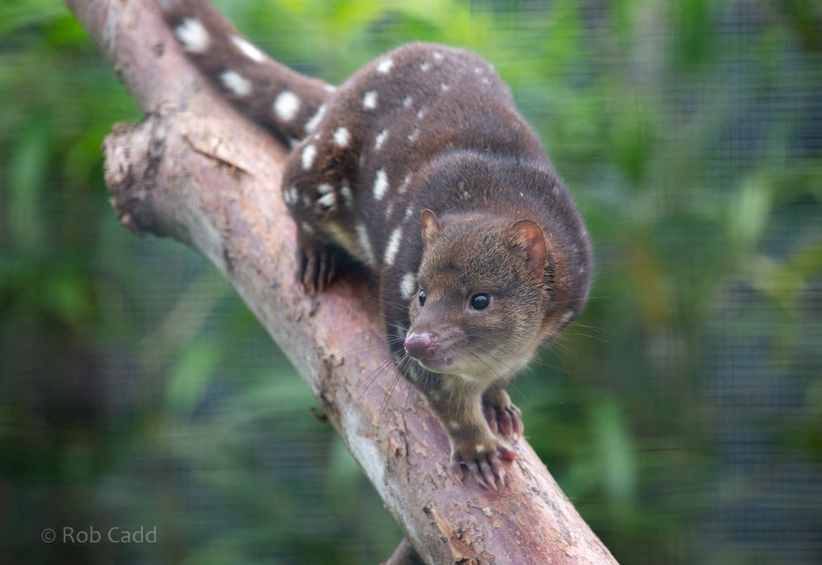 Tiger quoll : Hamerton : 08 Sep 2018