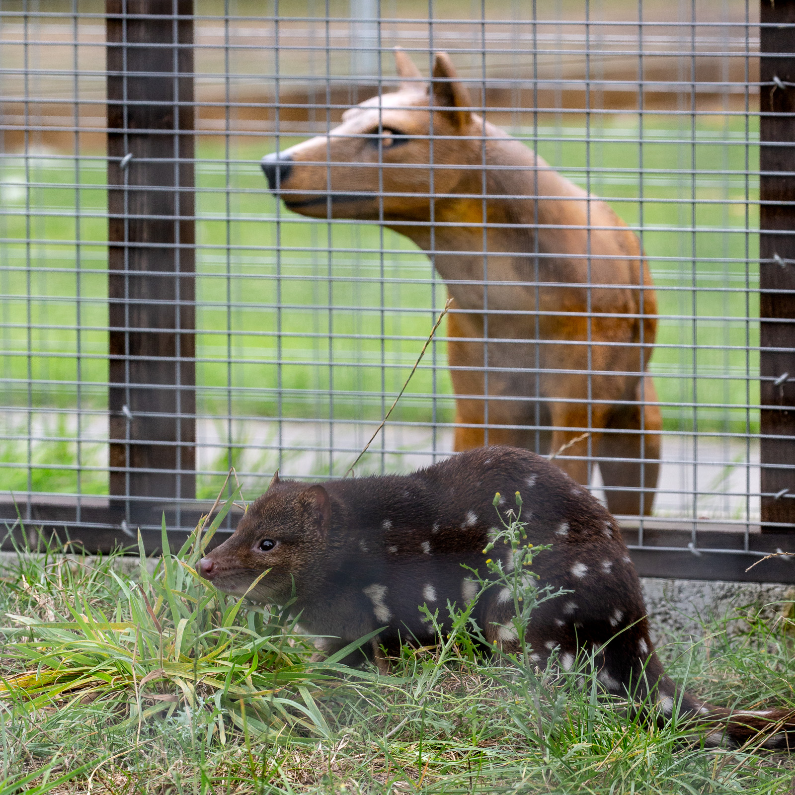 Tiger quoll : Hamerton : 08 Sep 2018