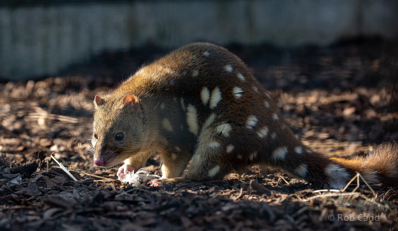 Tiger quoll : Hamerton : 12 Jul 2018