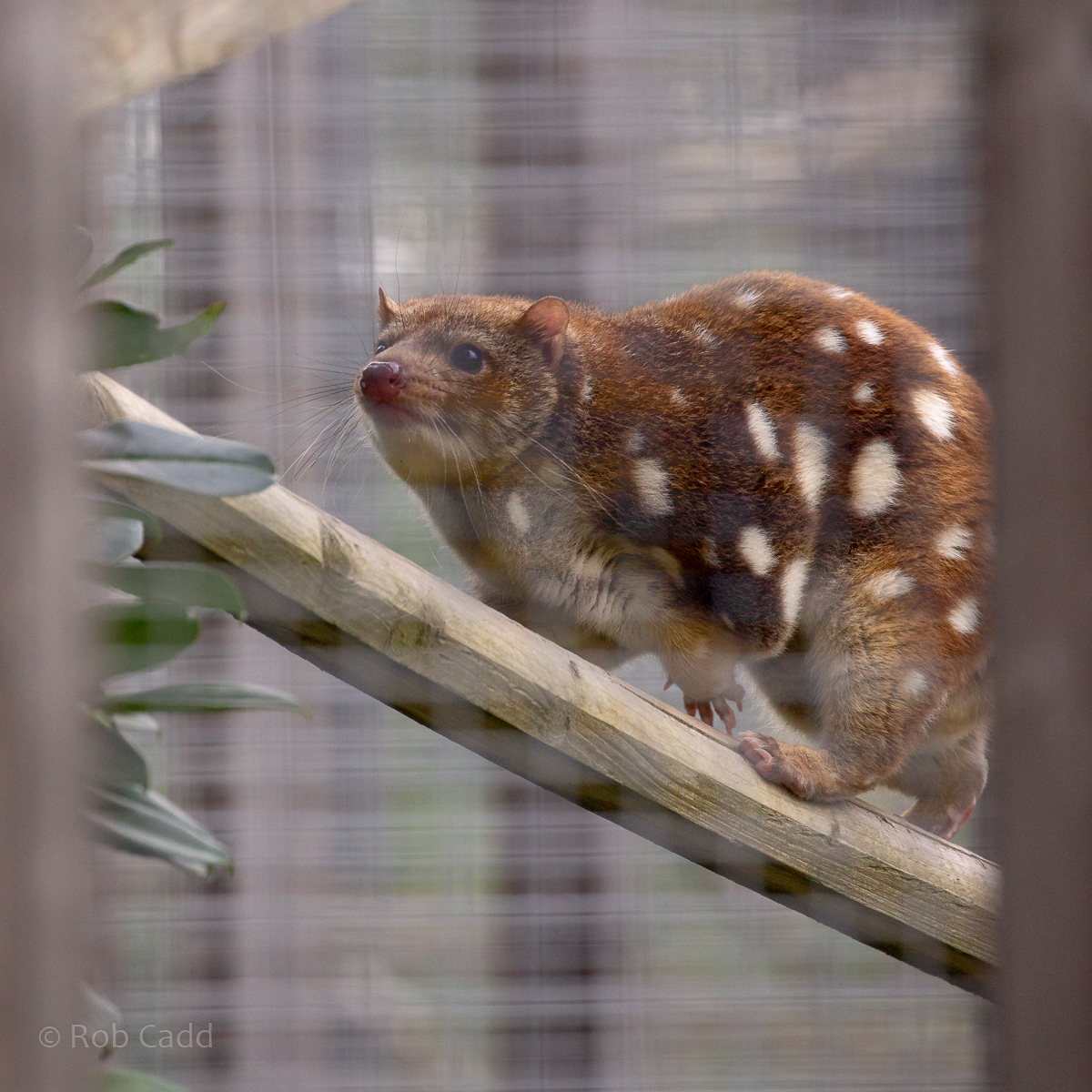 Tiger quoll : Hamerton : 16 Aug 2020