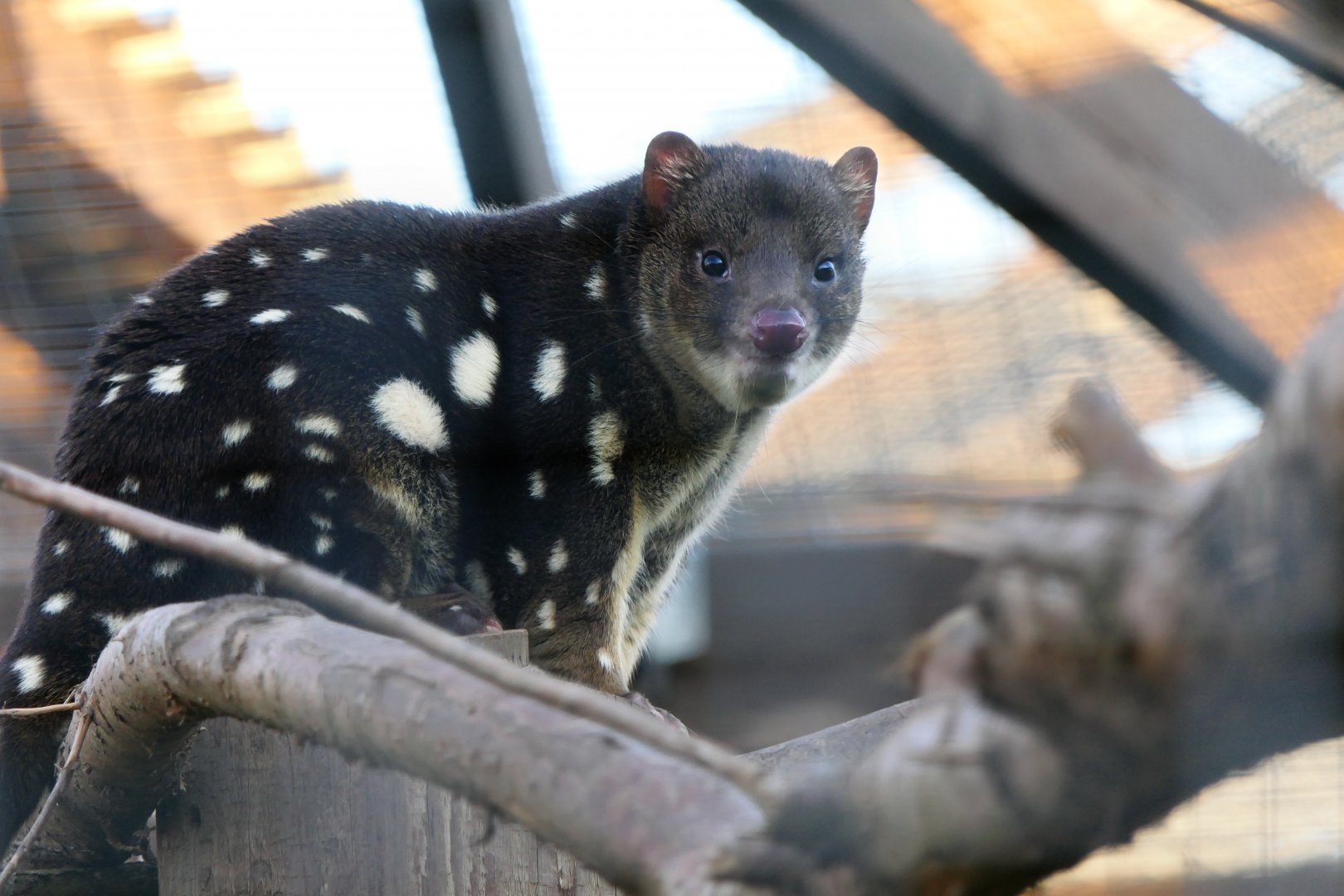 Tiger quoll - Hamerton - 18/11/18