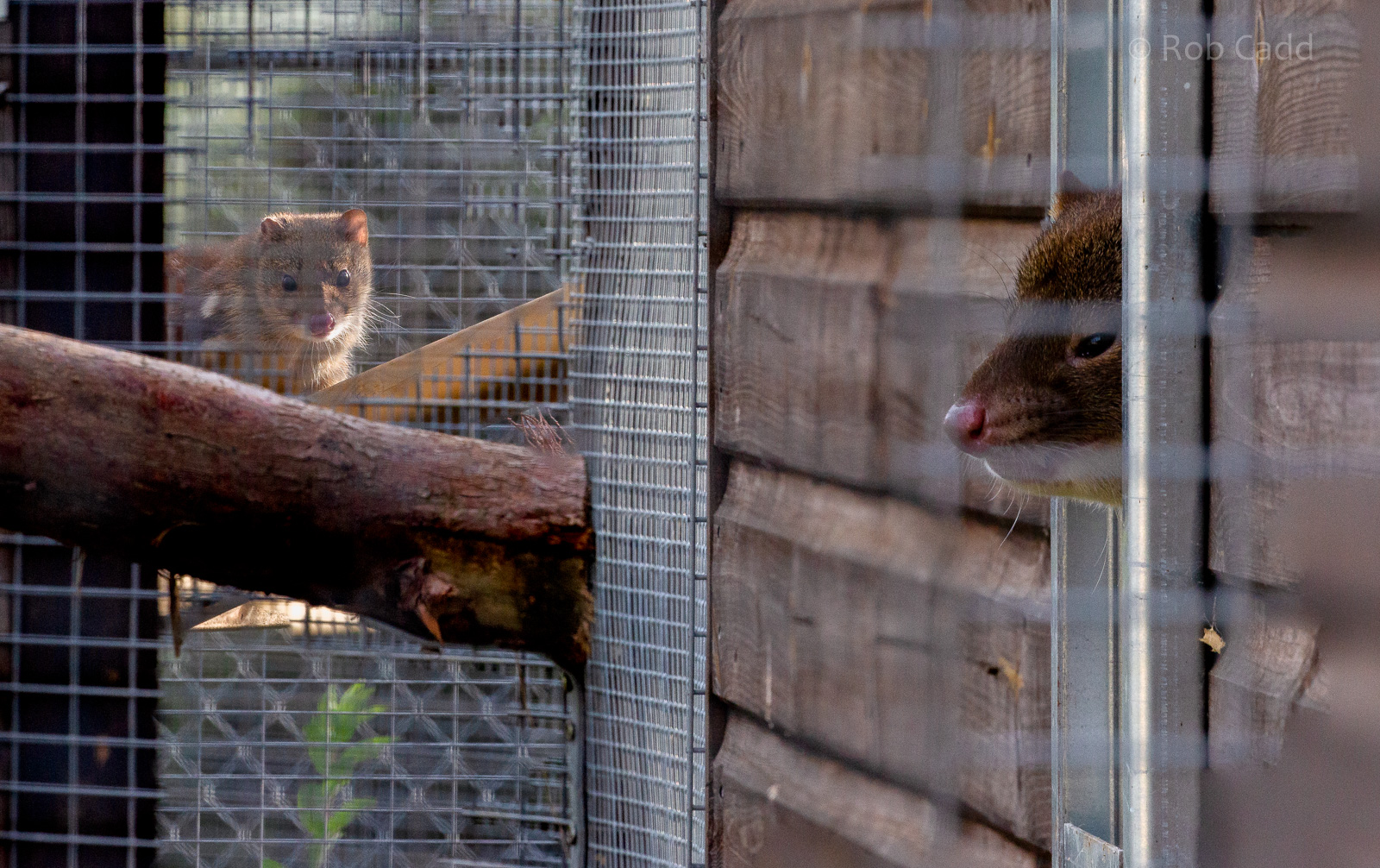 Tiger quoll : Hamerton : 23 Sep 2018