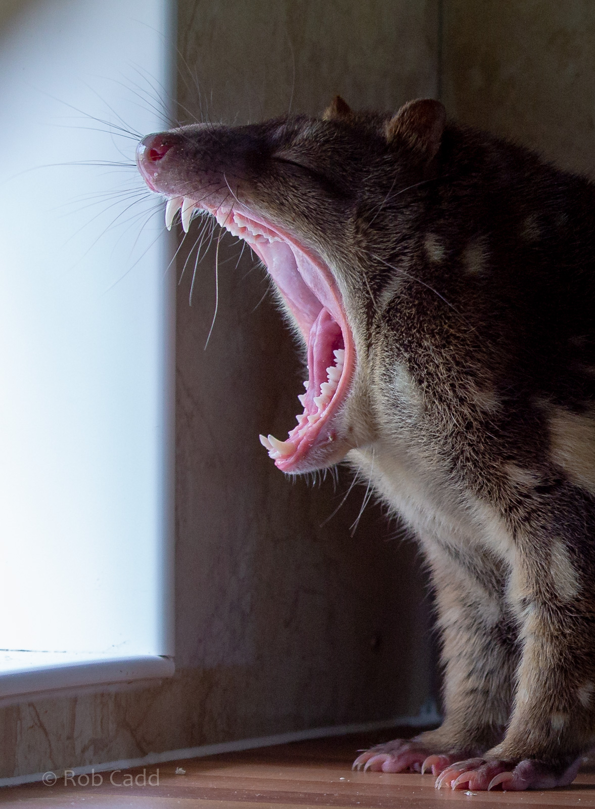 Tiger quoll : Hamerton : 23 Sep 2018