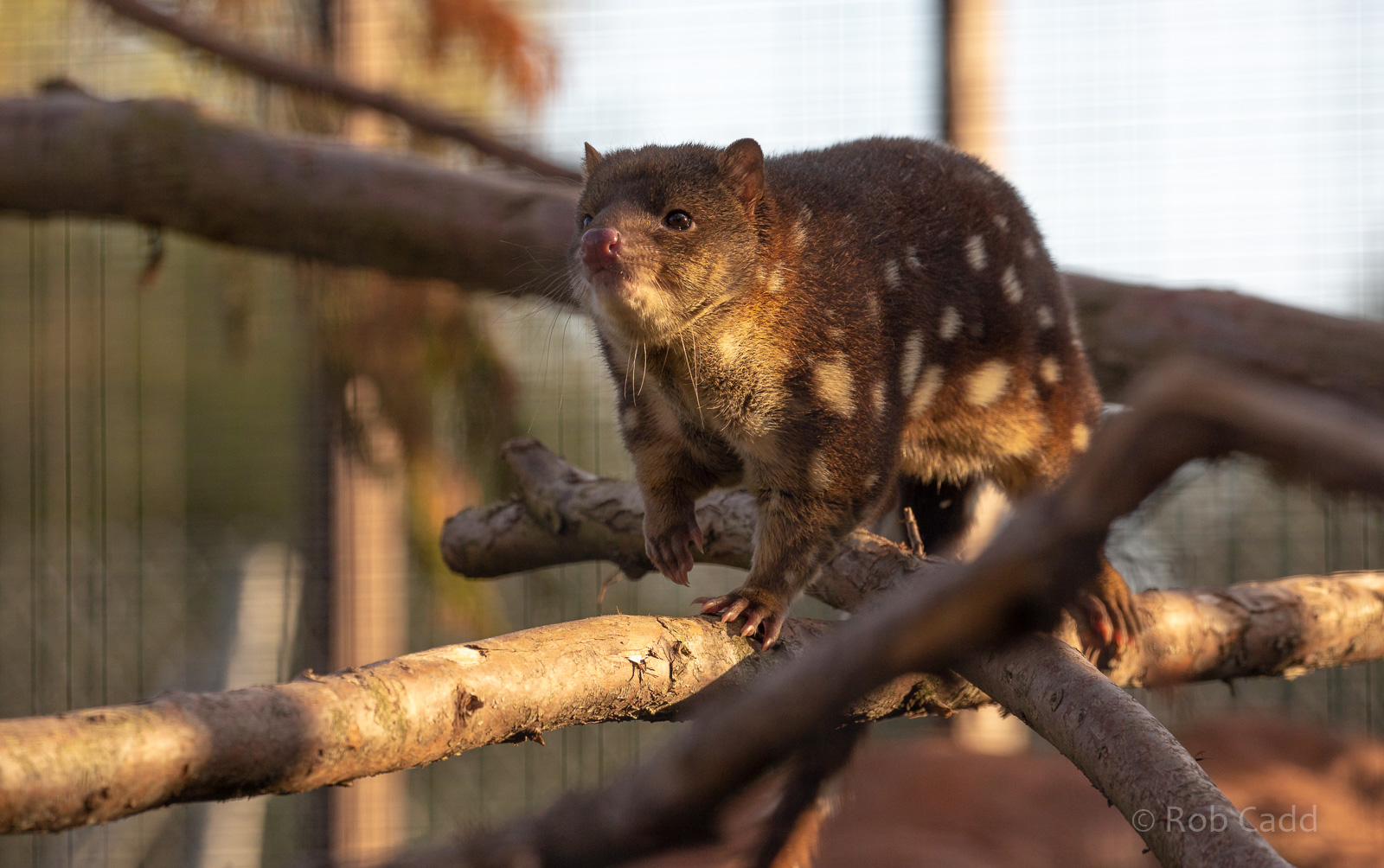 Tiger quoll : Hamerton : 23 Sep 2018