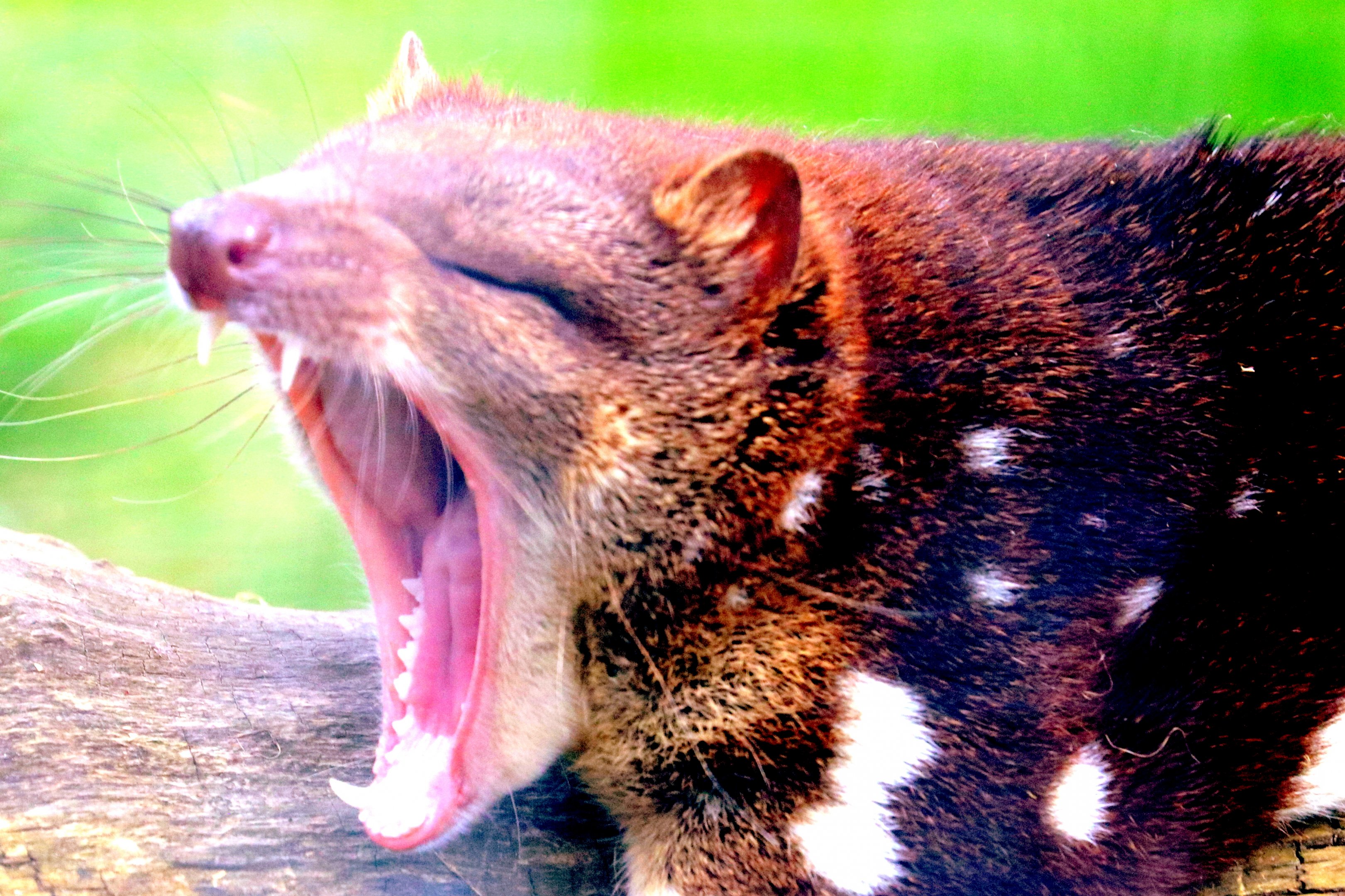Tiger quoll; Hamerton: 3rd  August 2019