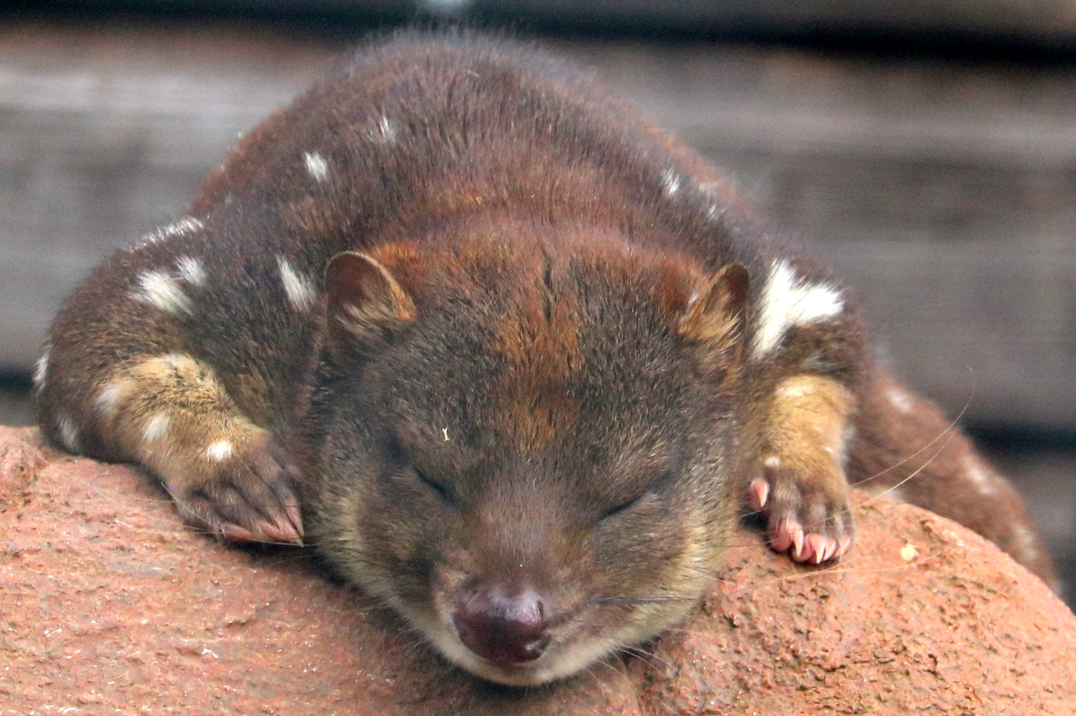 Tiger quoll; Hamerton; 3rd August 2019