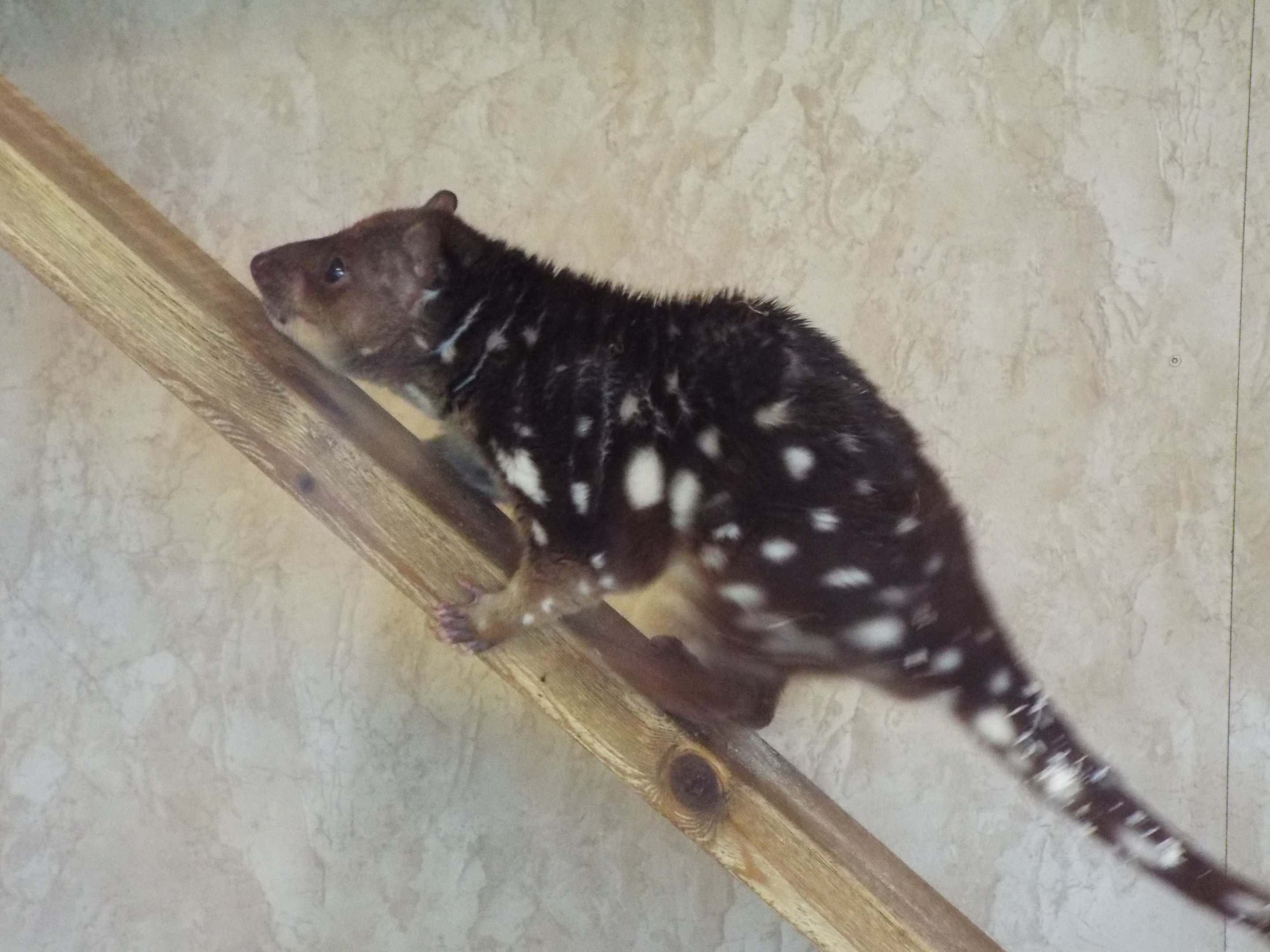 Tiger quoll - Hamerton