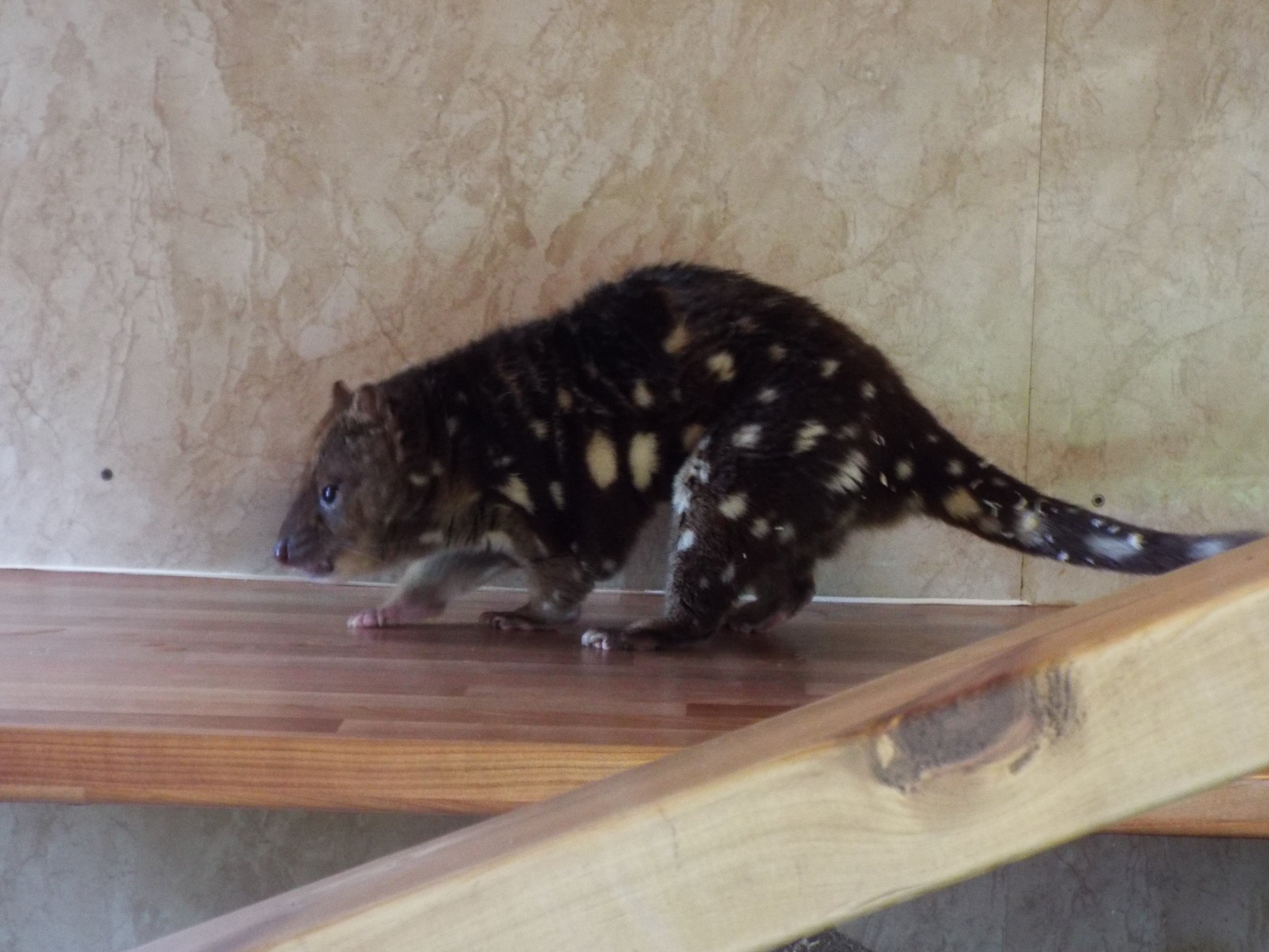 Tiger quoll - Hamerton