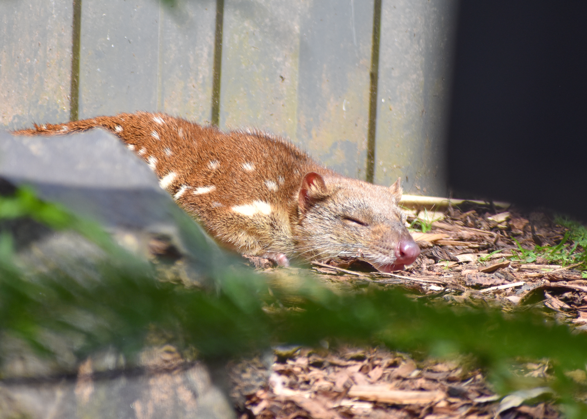 Tiger Quoll in the sun