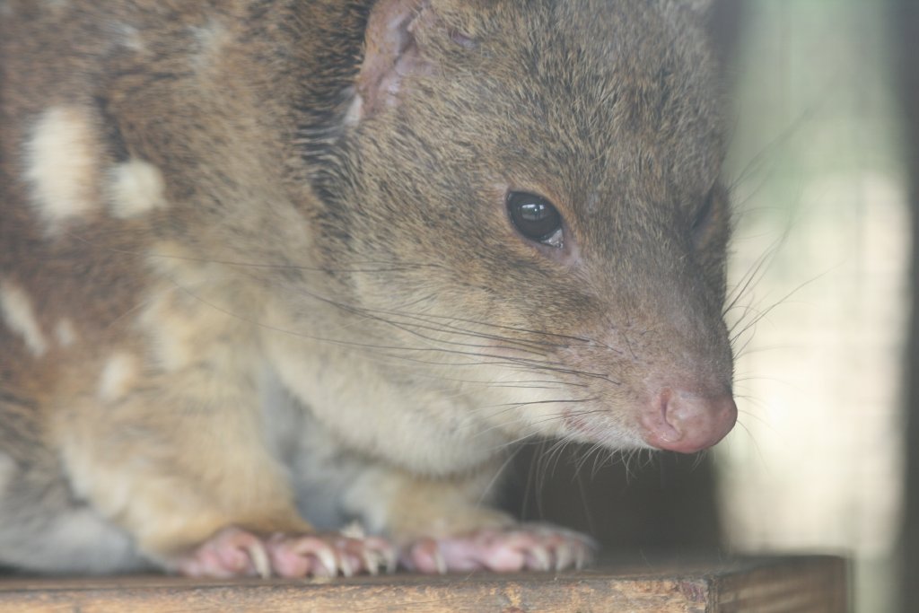 Tiger Quoll - Parndana Wildlife Park