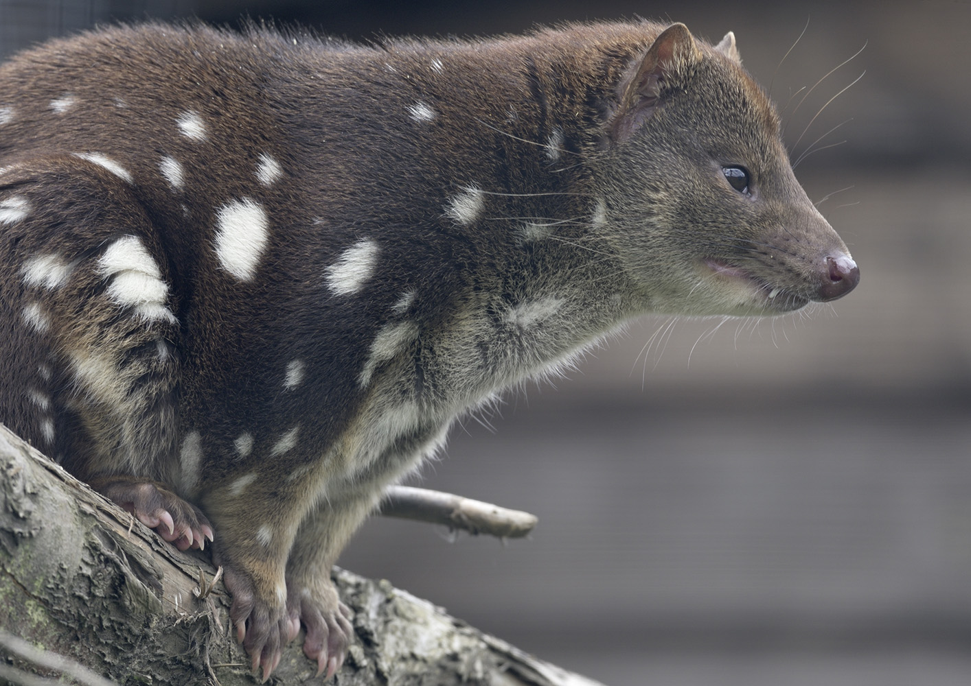 Tiger quoll profile