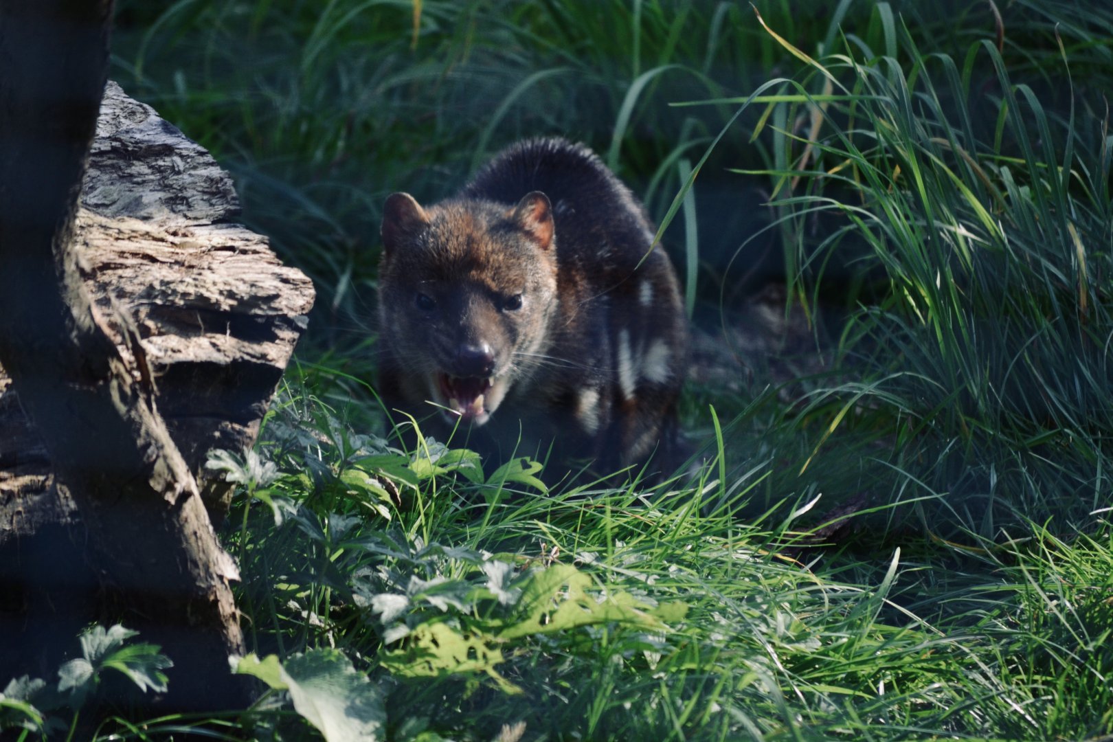 Tiger Quoll - September 2020