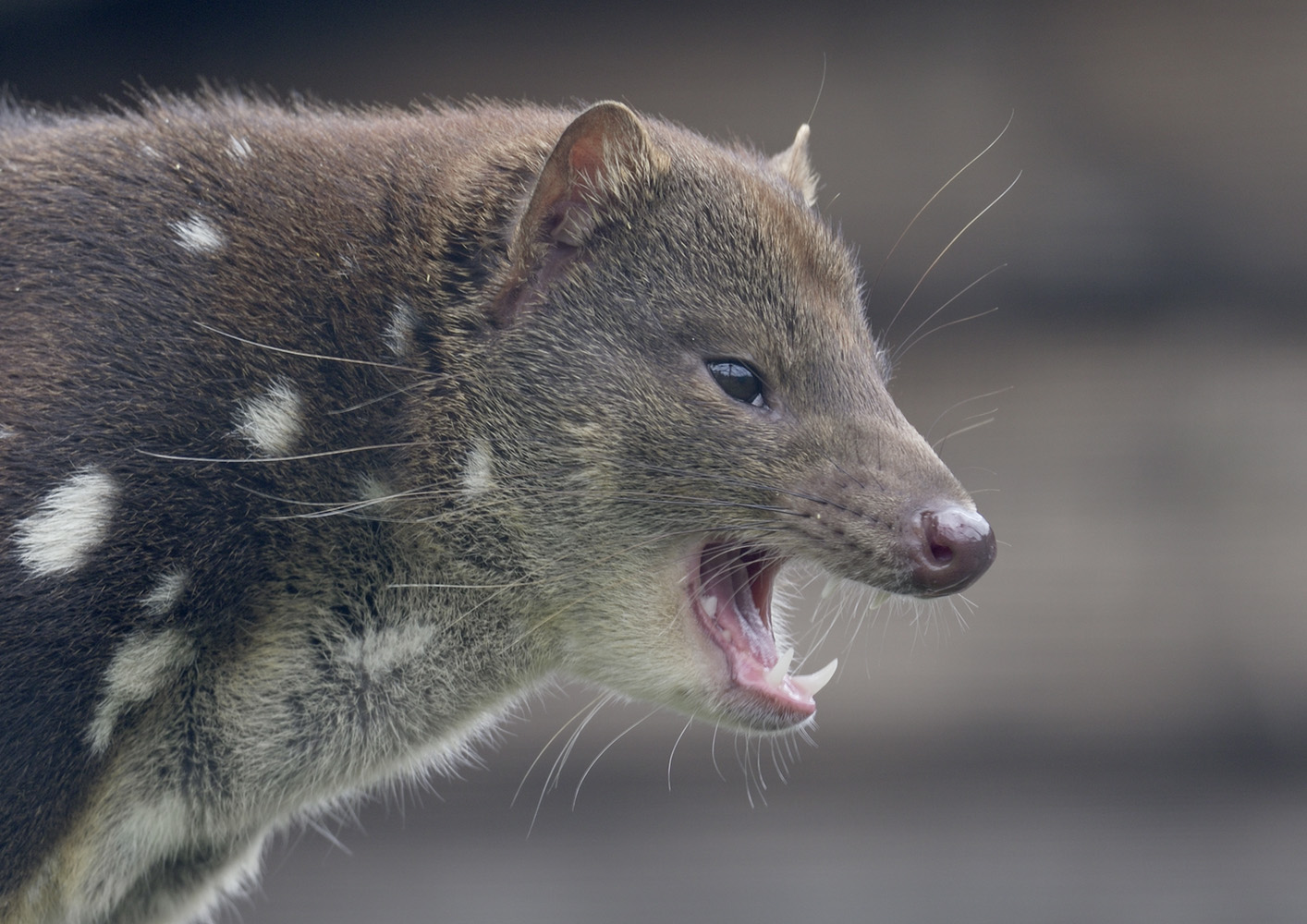 Tiger quoll showing off