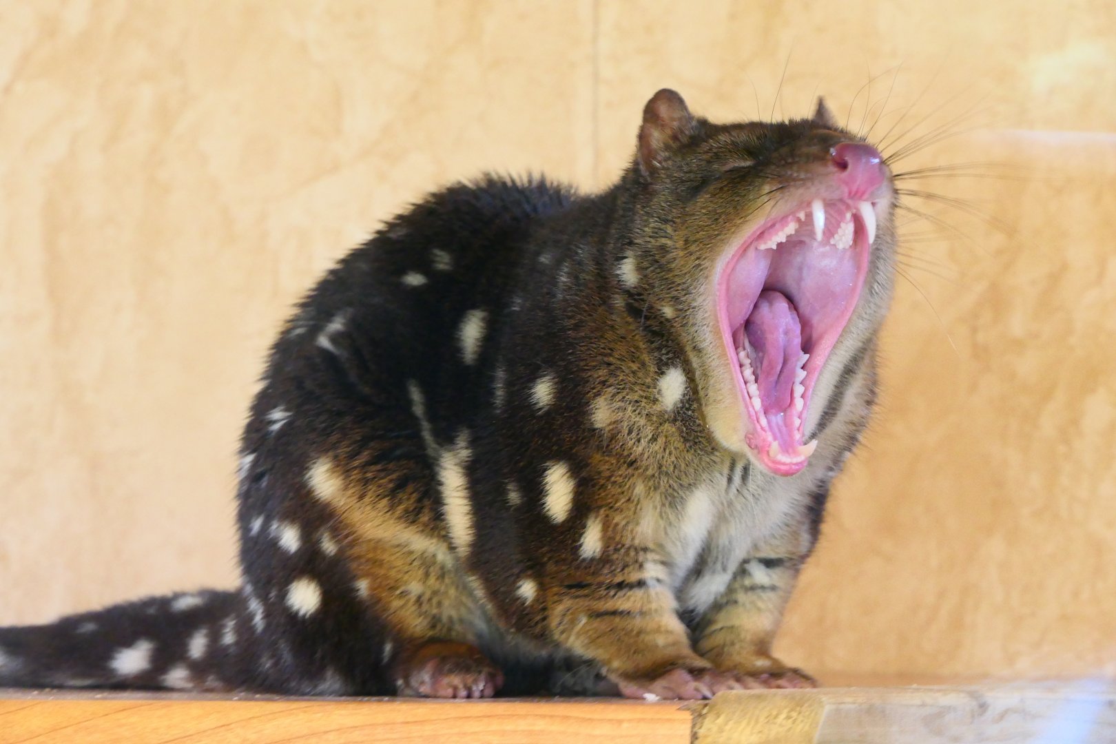 Tiger Quoll yawn - Hamerton - 12-2-19