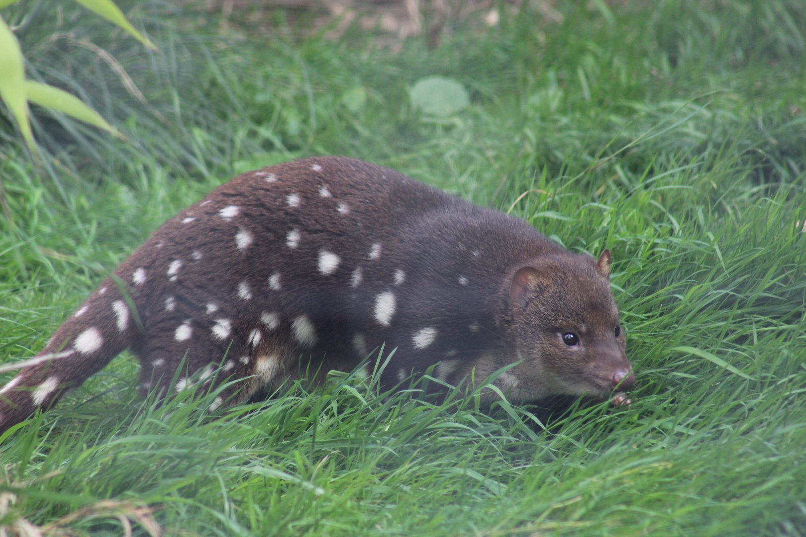 Tiger Quoll