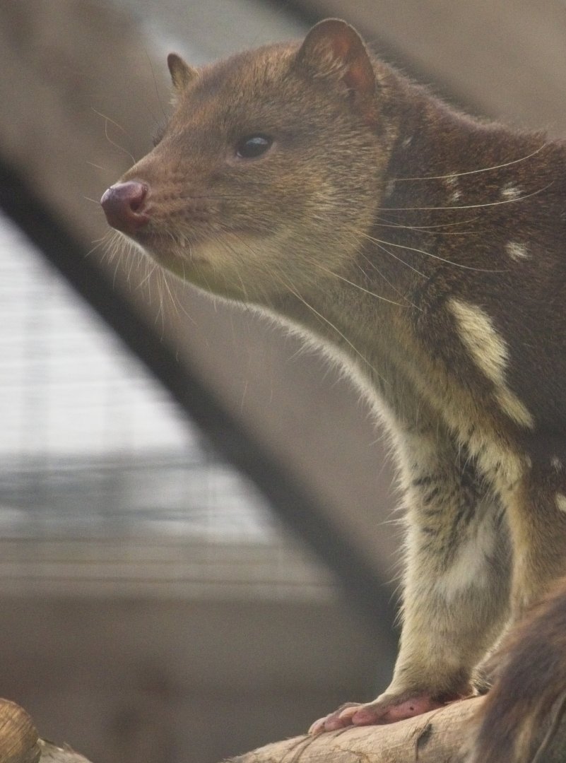 Tiger Quoll
