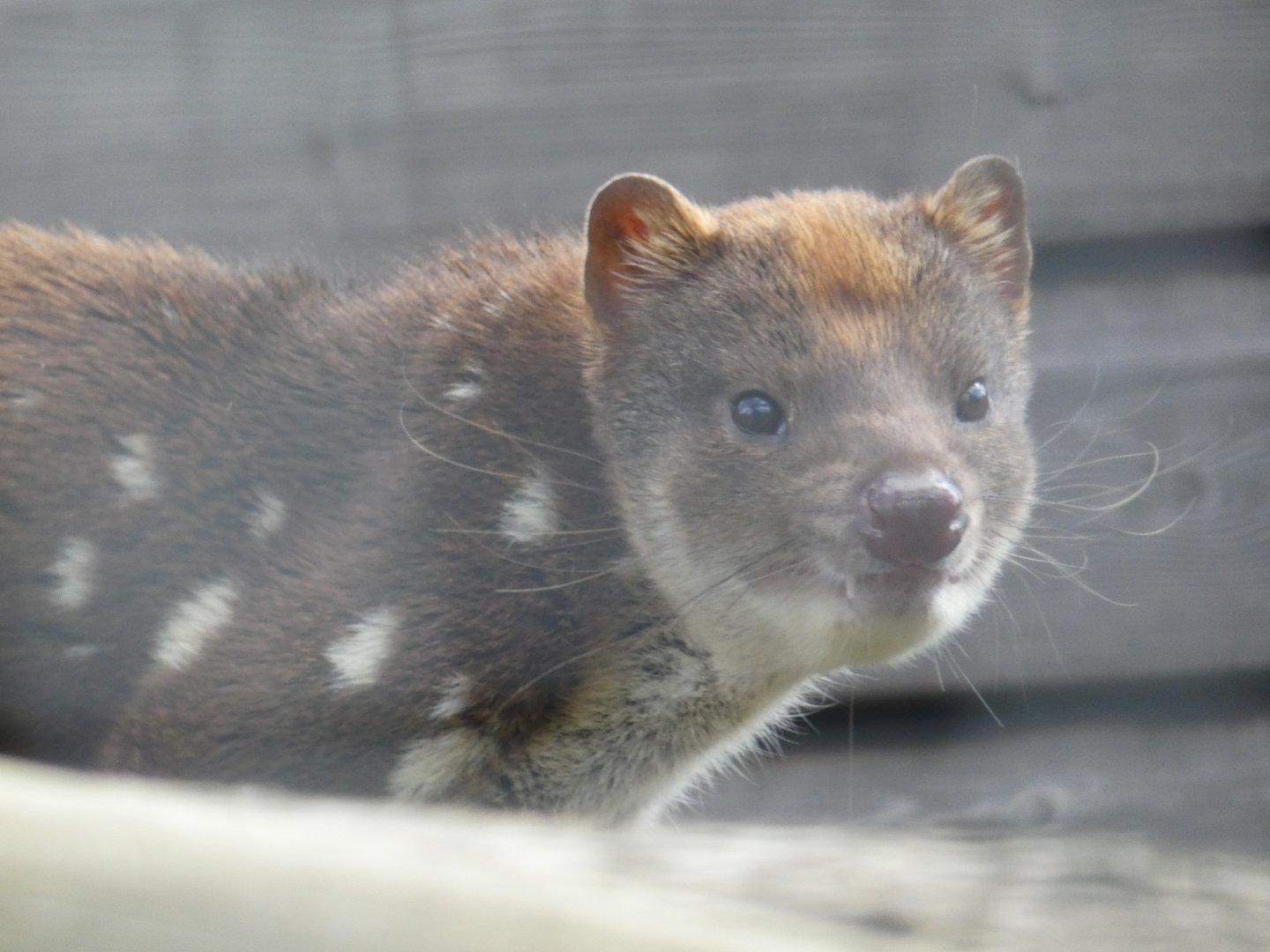 Tiger Quoll