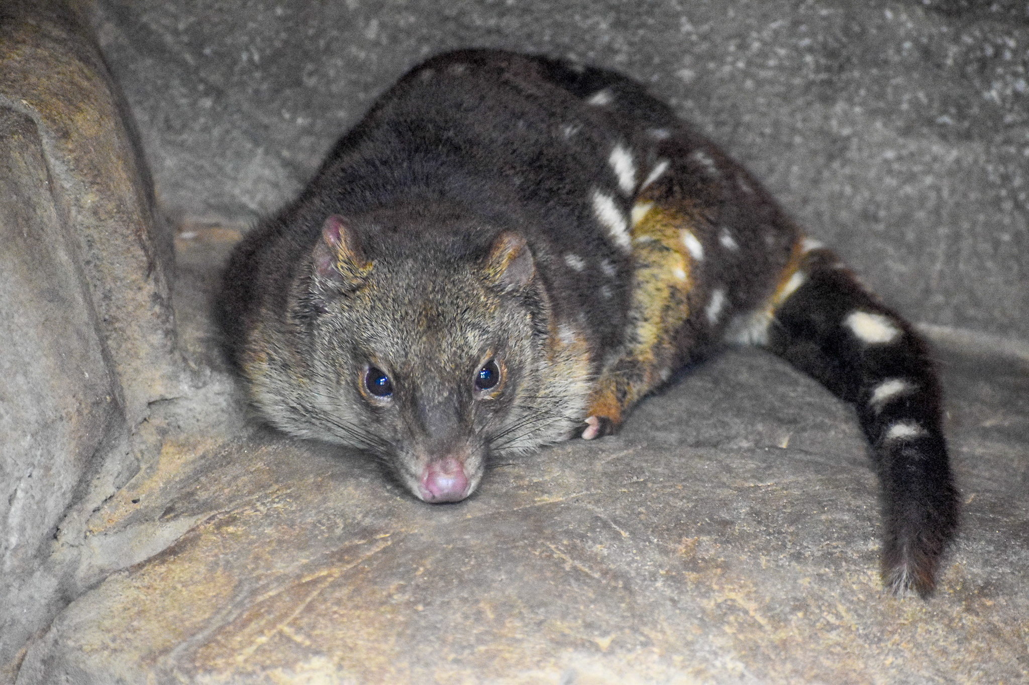 Tiger Quoll