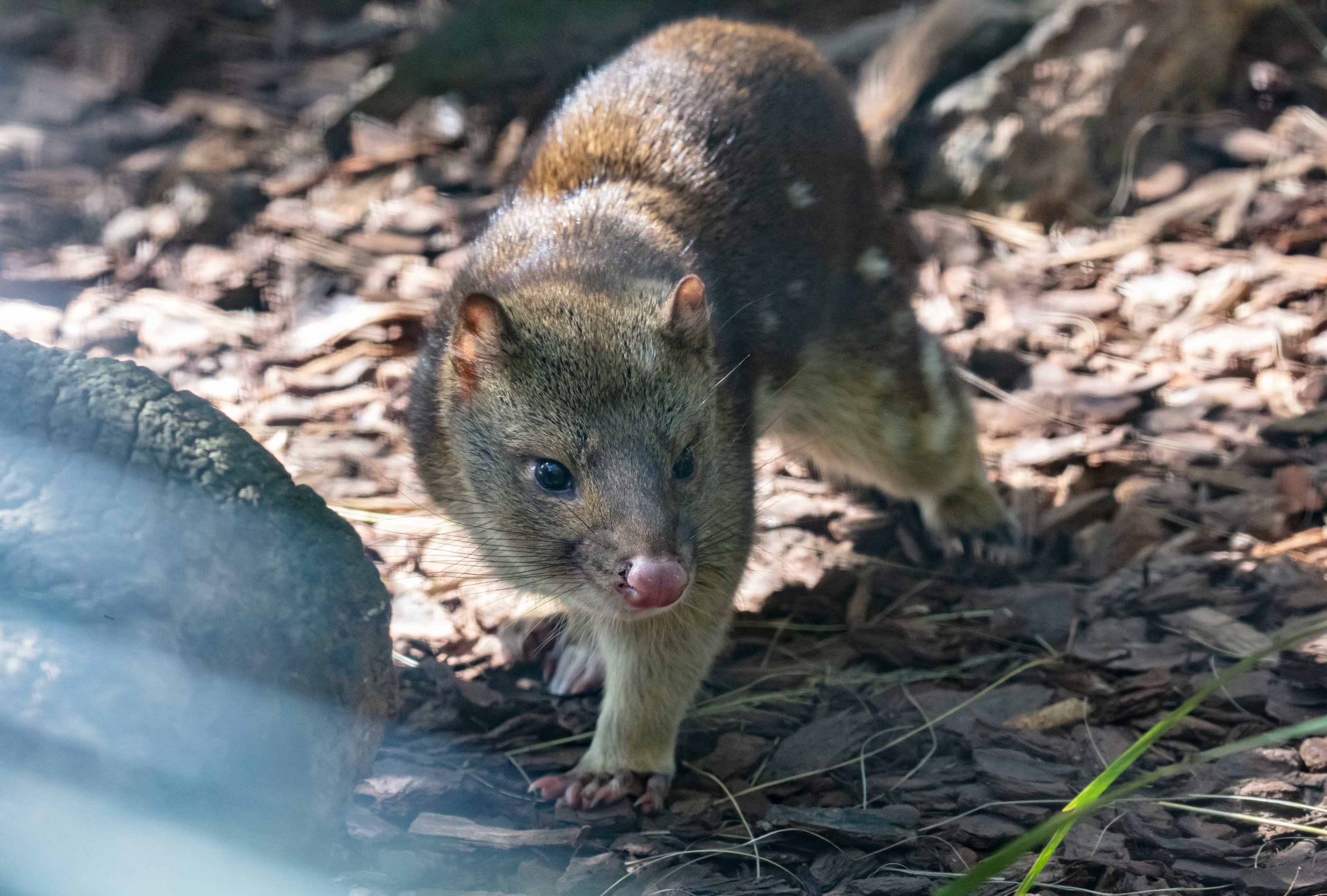 Tiger Quoll