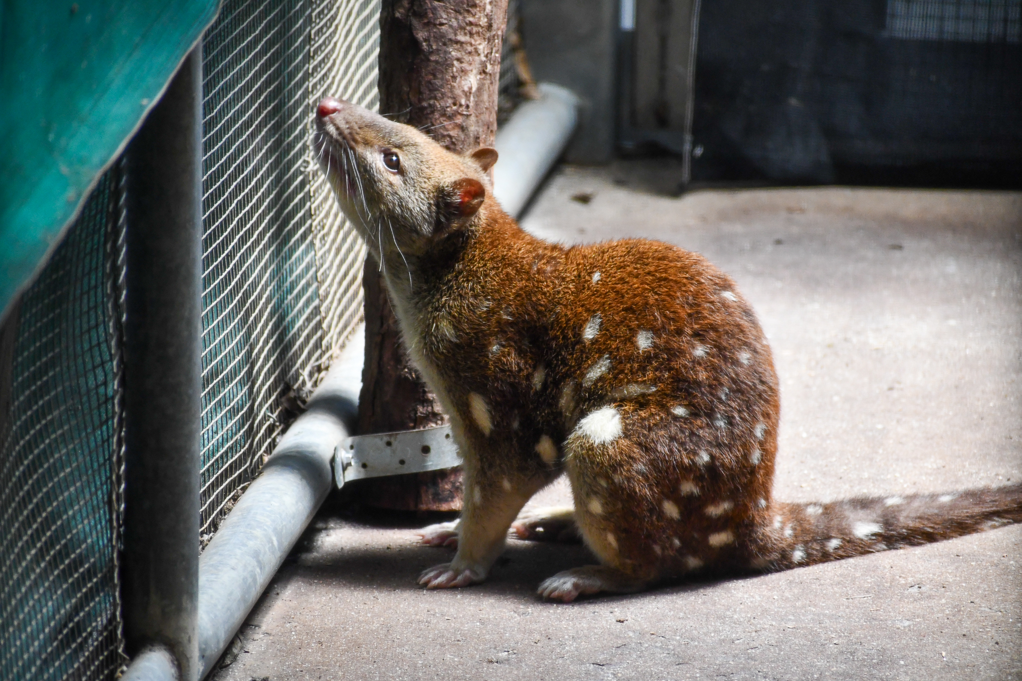 Tiger Quoll