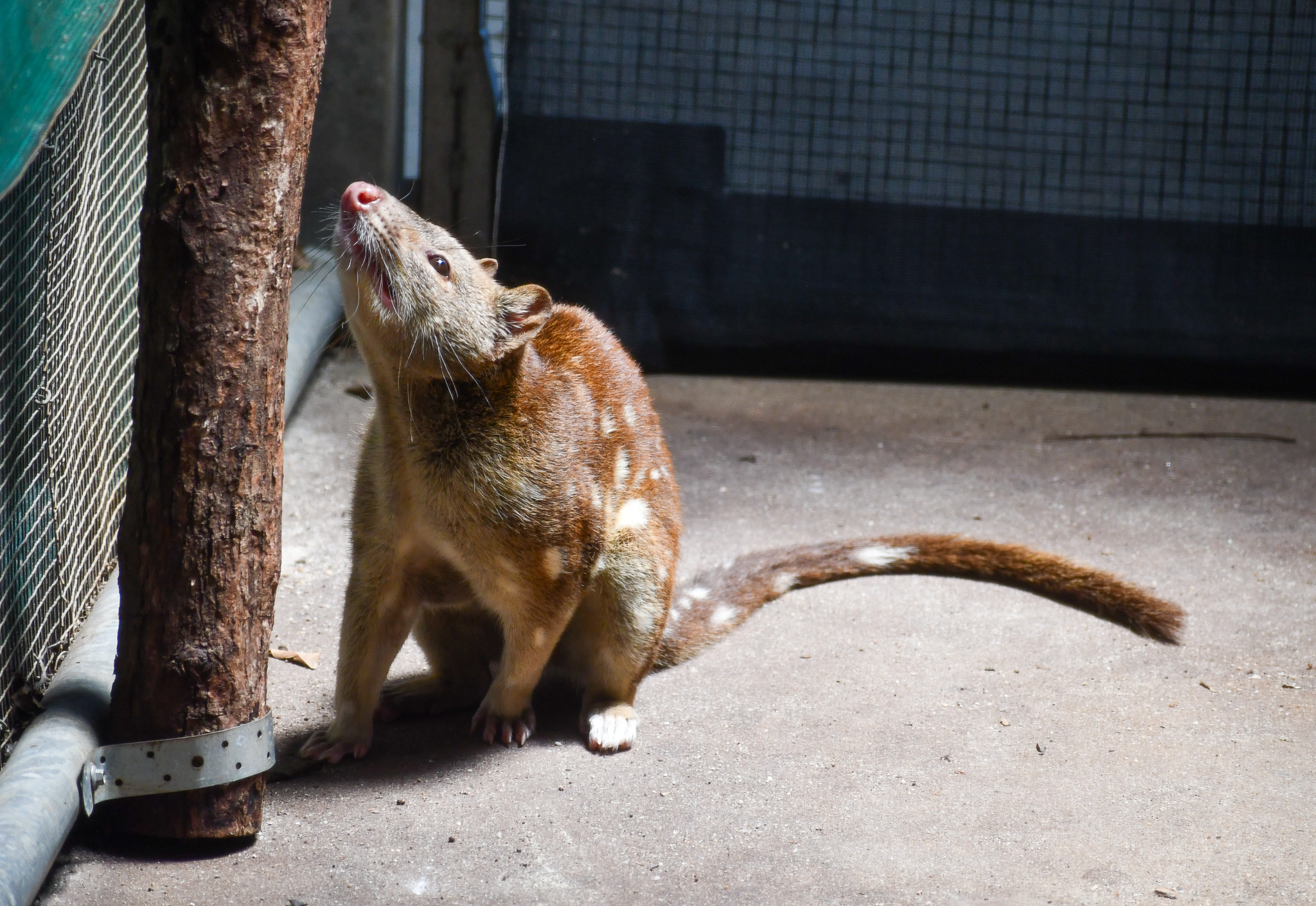 Tiger Quoll