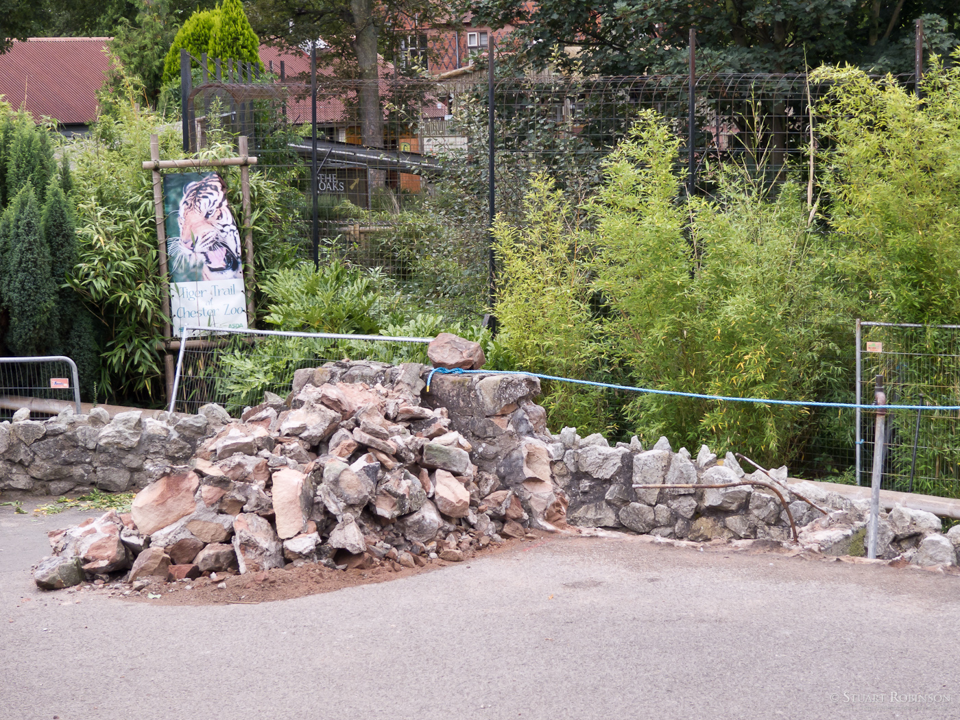 Tiger Raised Viewing Construction - 07/09/2011