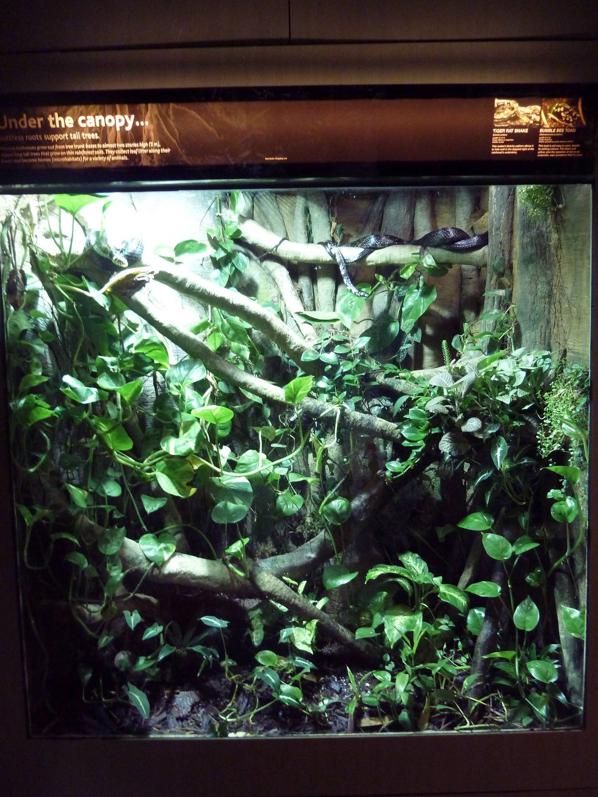 Tiger Rat Snake/Bumble Bee Toad Exhibit