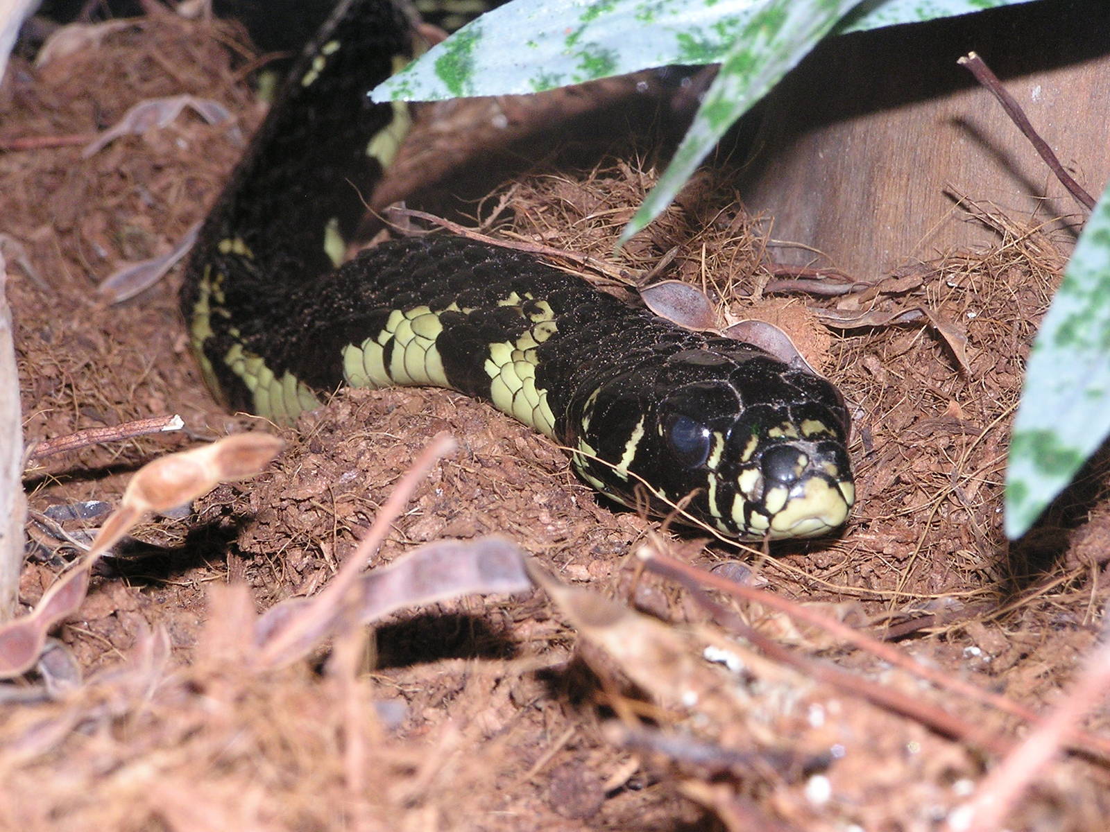 Tiger ratsnake/ Spilotes pullatus