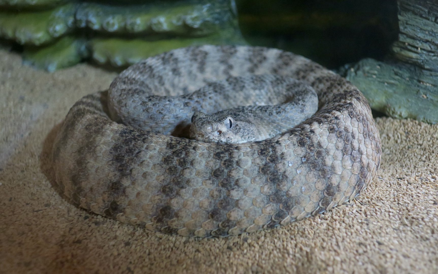 Tiger Rattlesnake (Crotalus tigris)