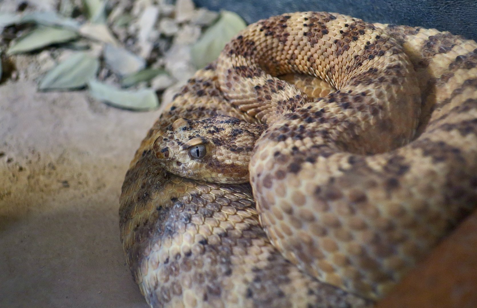 Tiger Rattlesnake (Crotalus tigris)