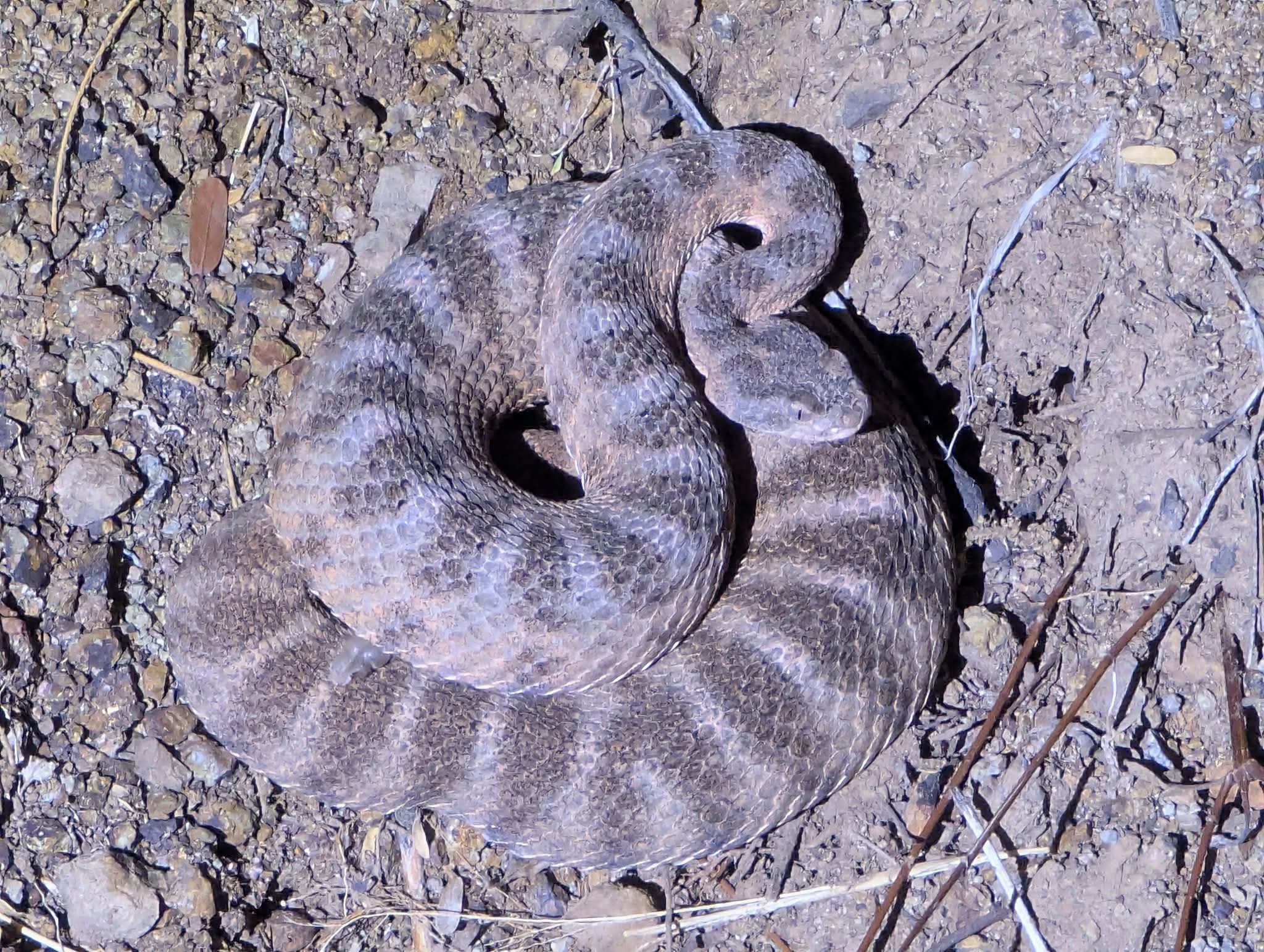 Tiger rattlesnake (Crotalus tigris)