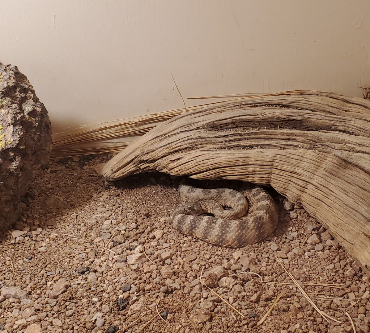 Tiger Rattlesnake - Goldfield Ghost Town & Mines (2020)
