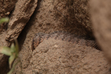 tiger rattlesnake