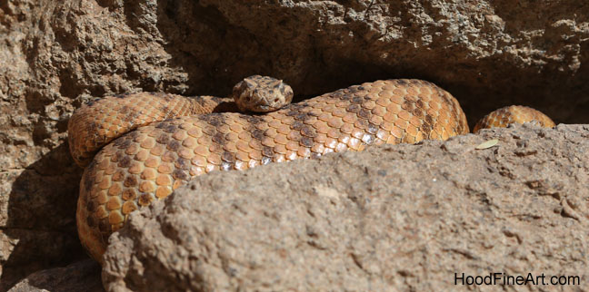 tiger rattlesnake