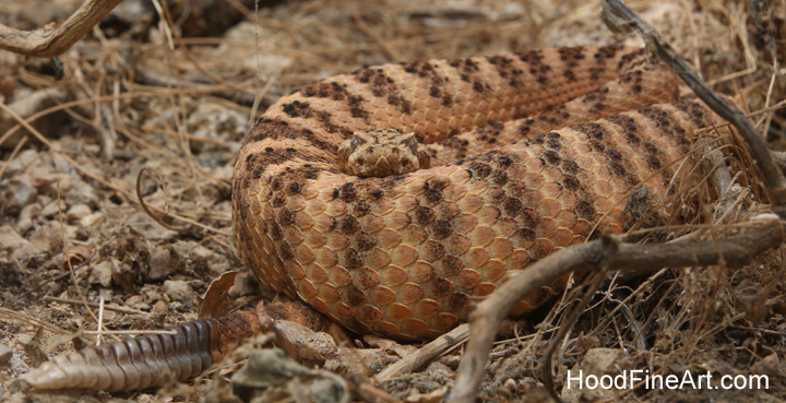 tiger rattlesnake