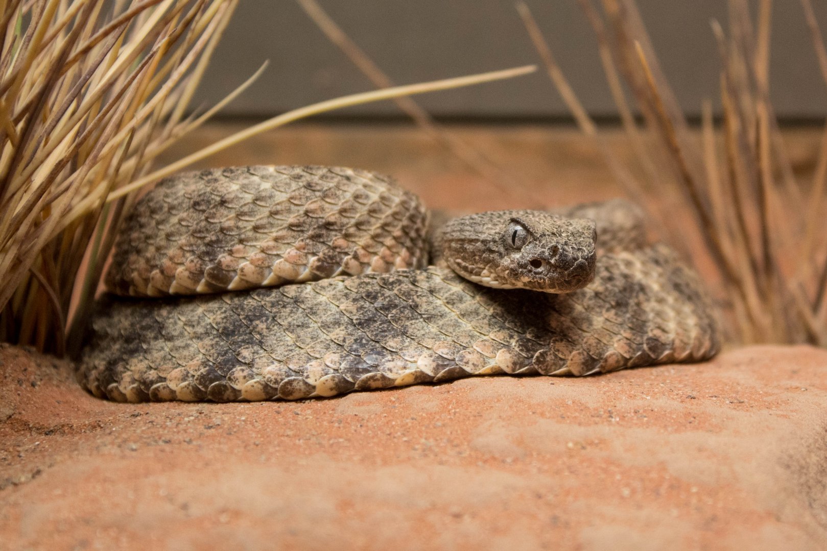 Tiger rattlesnake