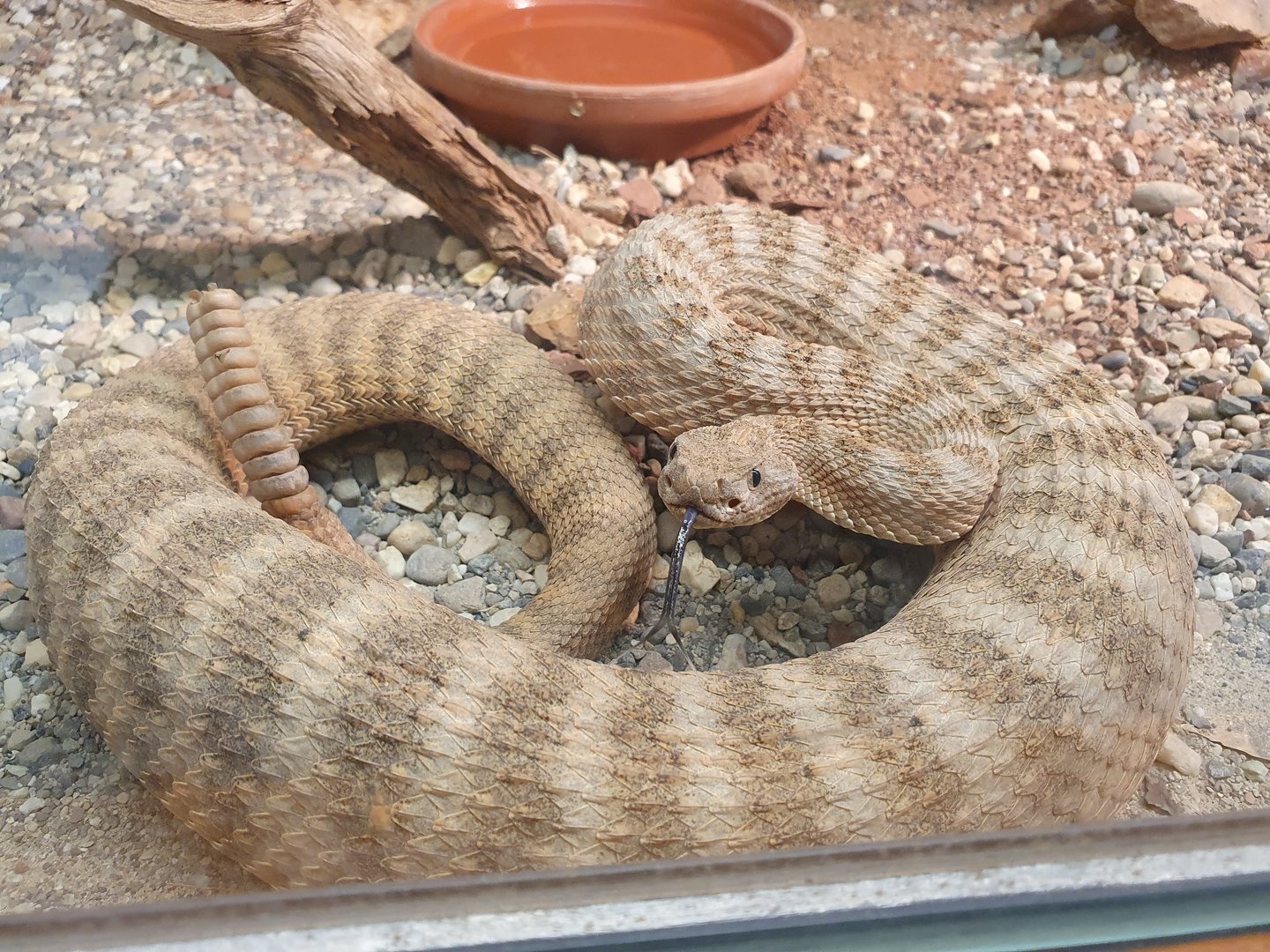Tiger rattlesnake