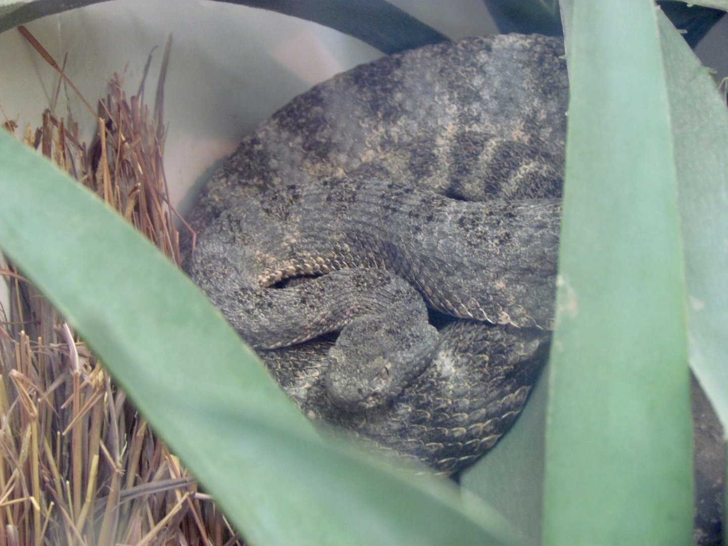 Tiger Rattlesnake