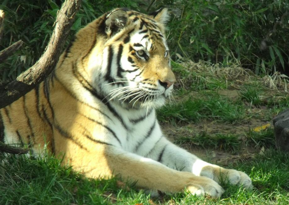 tiger relaxing
