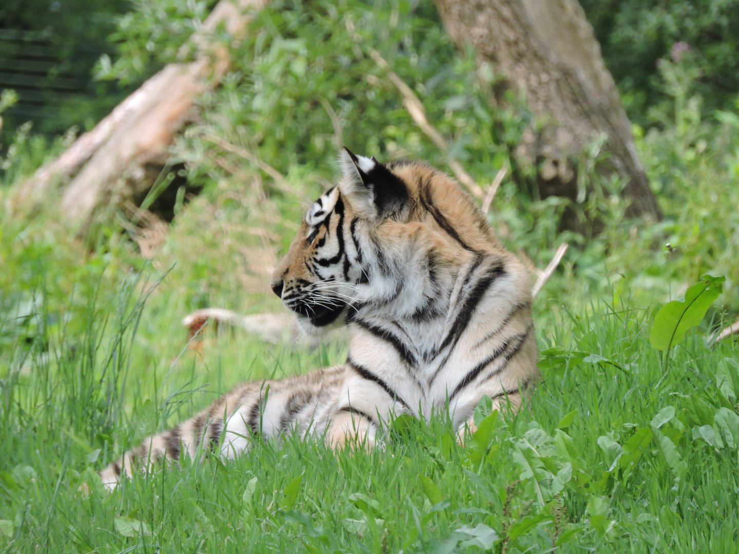 Tiger relaxing