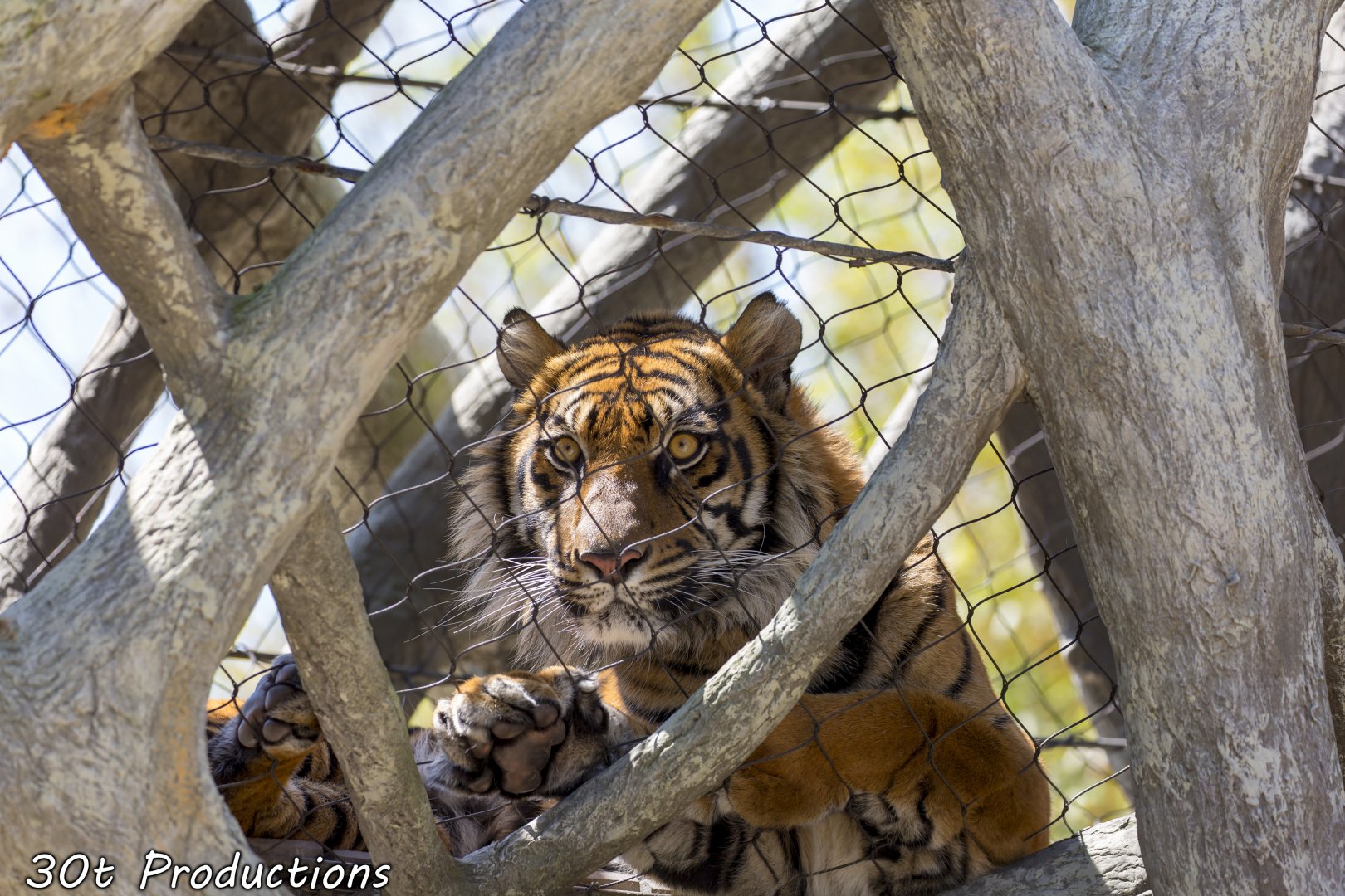 Tiger resting in overhead passage