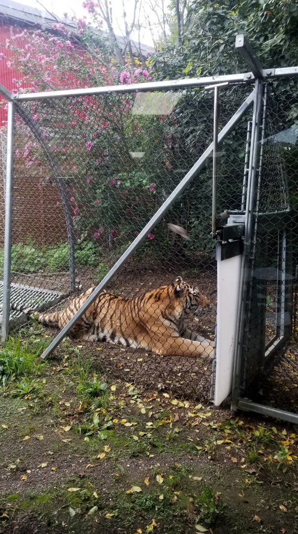 Tiger resting outside the terrace