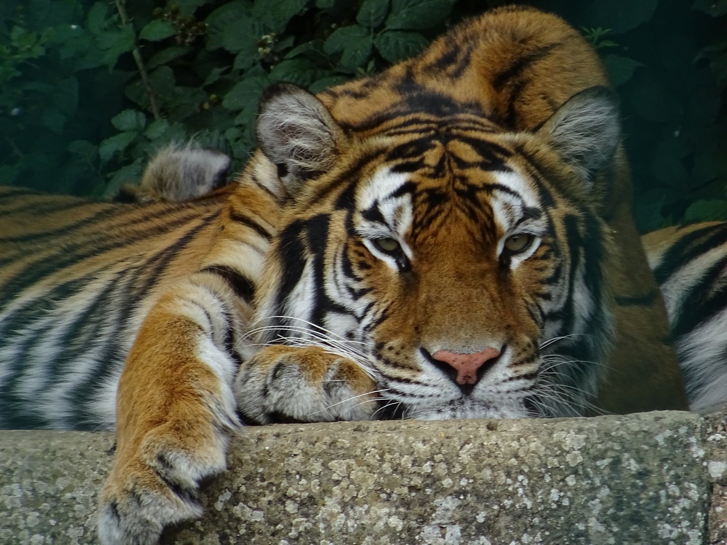 Tiger Resting