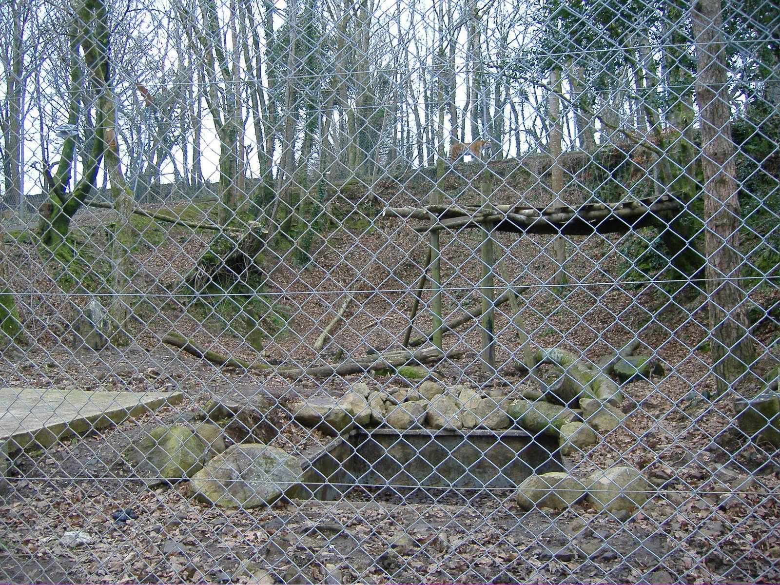 tiger ridge dartmoor