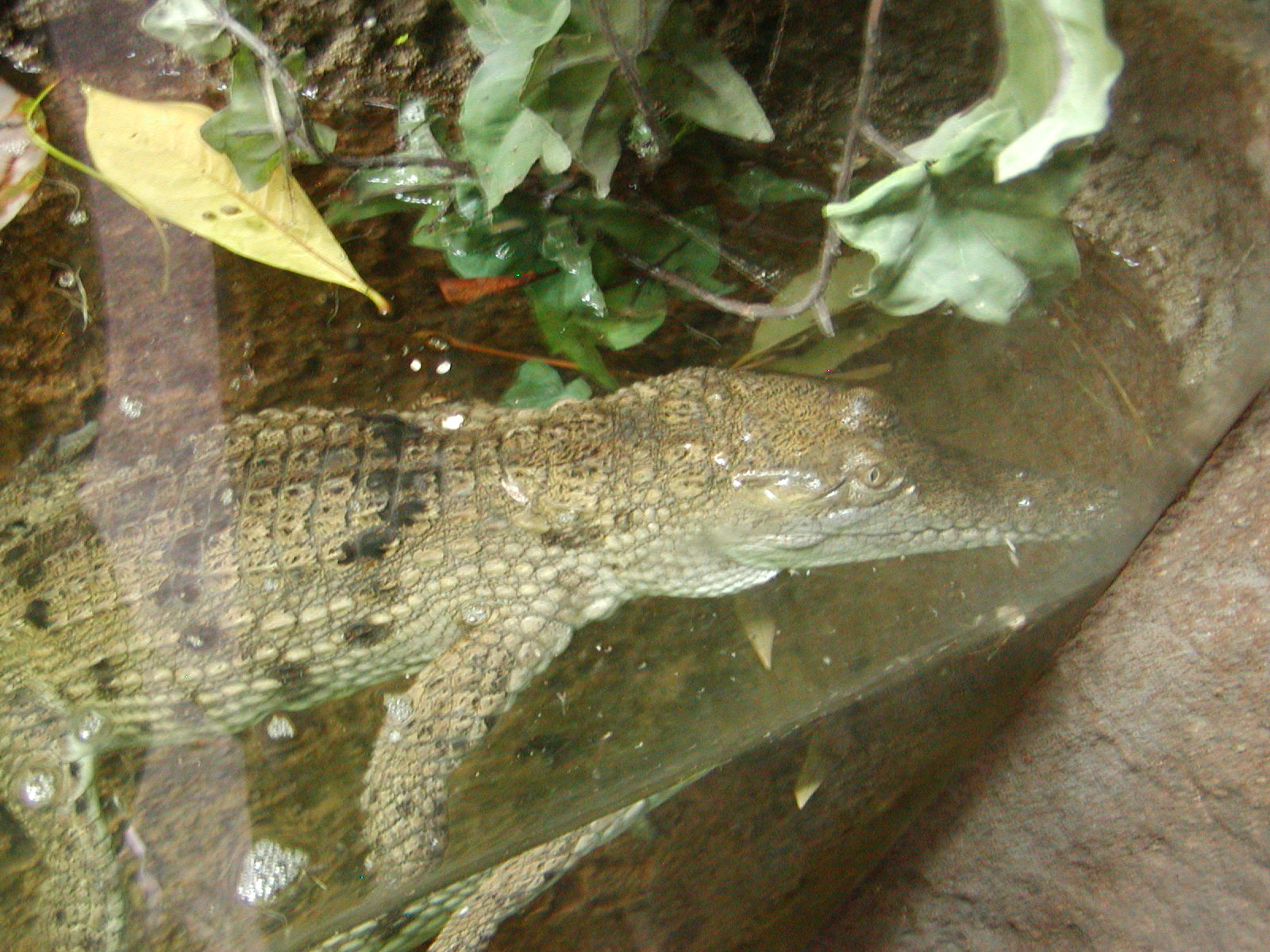 Tiger River - Australian Freshwater Crocodile